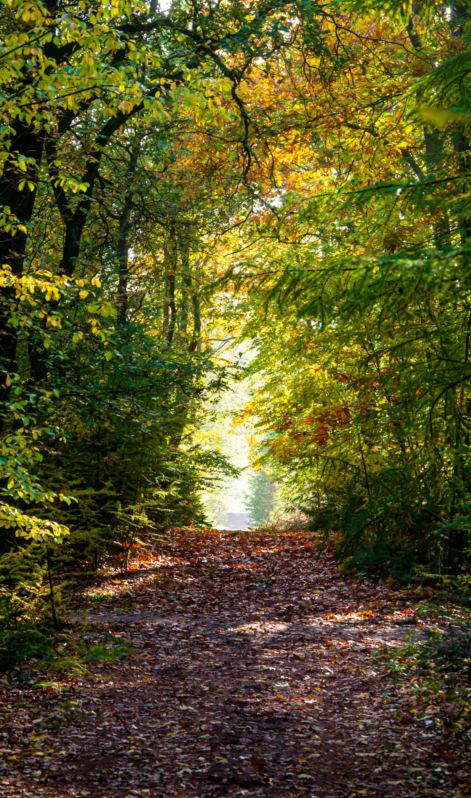 A tranquil forest path surrounded by vibrant autumn foliage in Nederland.
