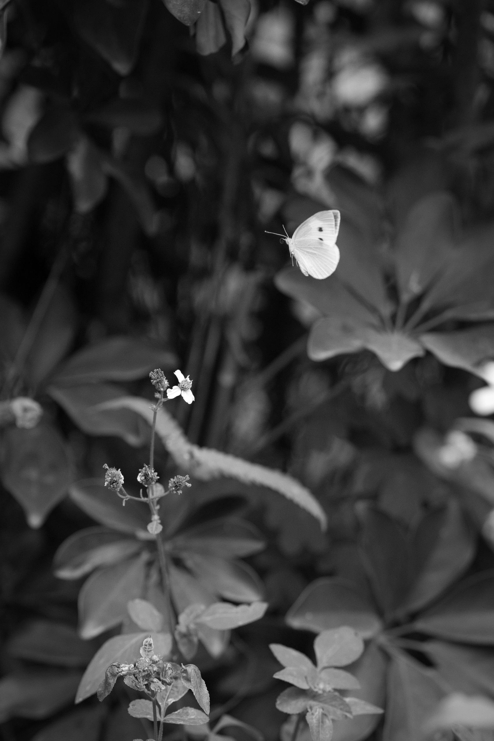 Black and white of small white flower with thin stem growing in wild woods with abundance of leaves on summer day